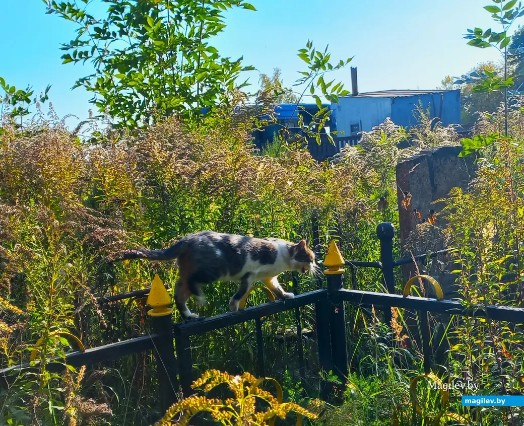 Кот неспешно двинулся по только ему одному известному маршруту. Могилев, 30.09.2023 г.