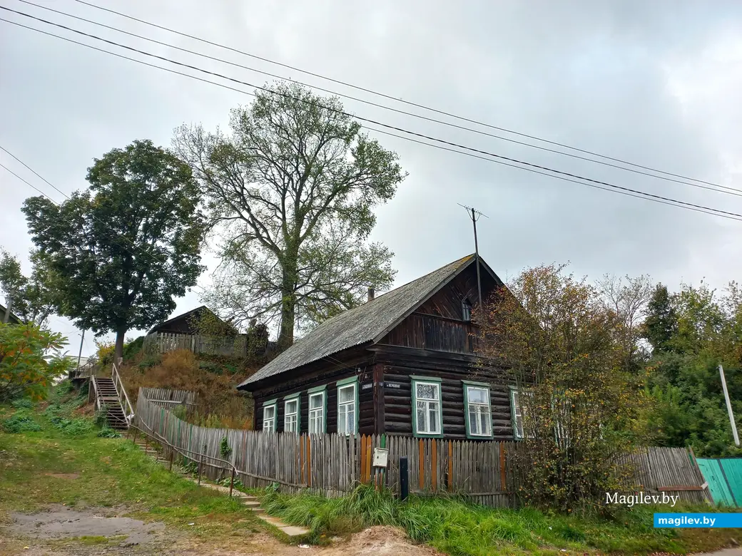 Деревья Филиппа и Кота. Могилев, 02.10.2023 г.