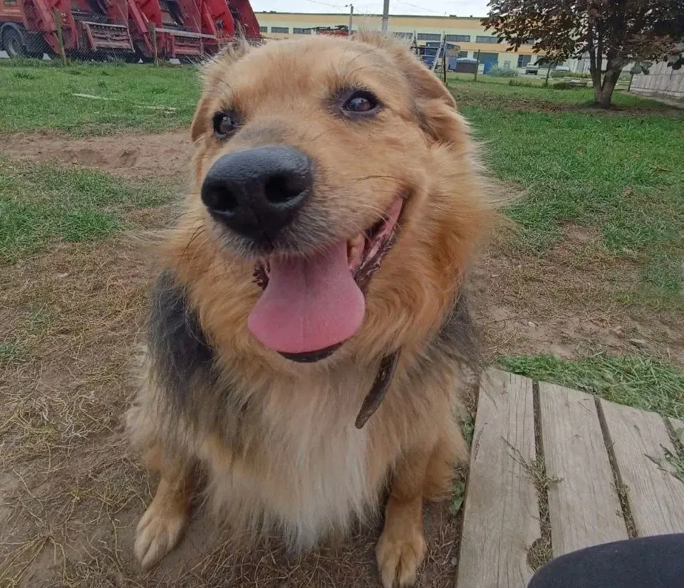 Собака Алиса.