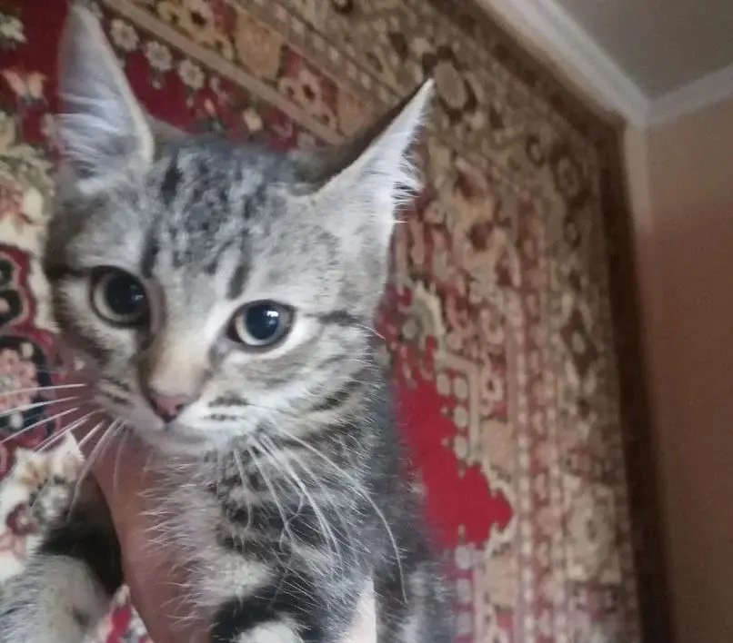 Маленький кот Кроша.