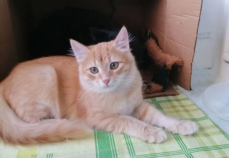 Котенок Персик.