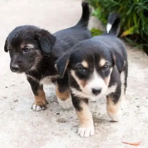 Щенята без кличек.