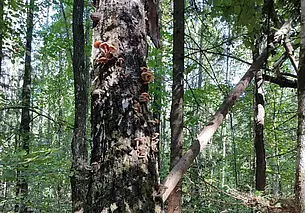 3 октября в Бобруйском районе заблудились две женщины. Поиски продолжаются