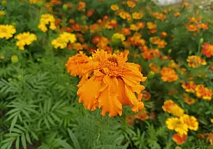 Прошедший сентябрь в Беларуси был самым теплым с 1945 года