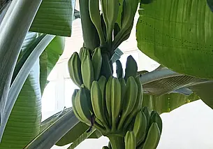 В «Агрокомбинате «Заря» Могилевского района вырастили бананы