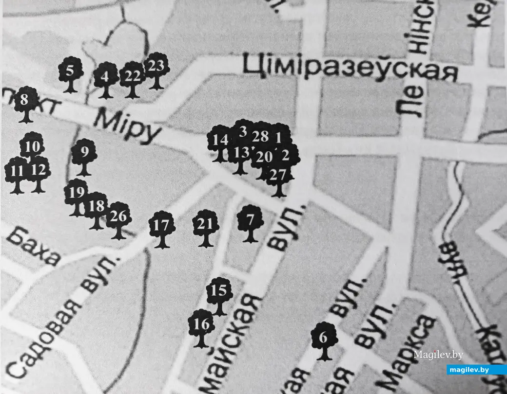 Фрагмент карты, на которой цифрами обозначены городские деревья, названные именами ушедших могилевских «семидесятников».