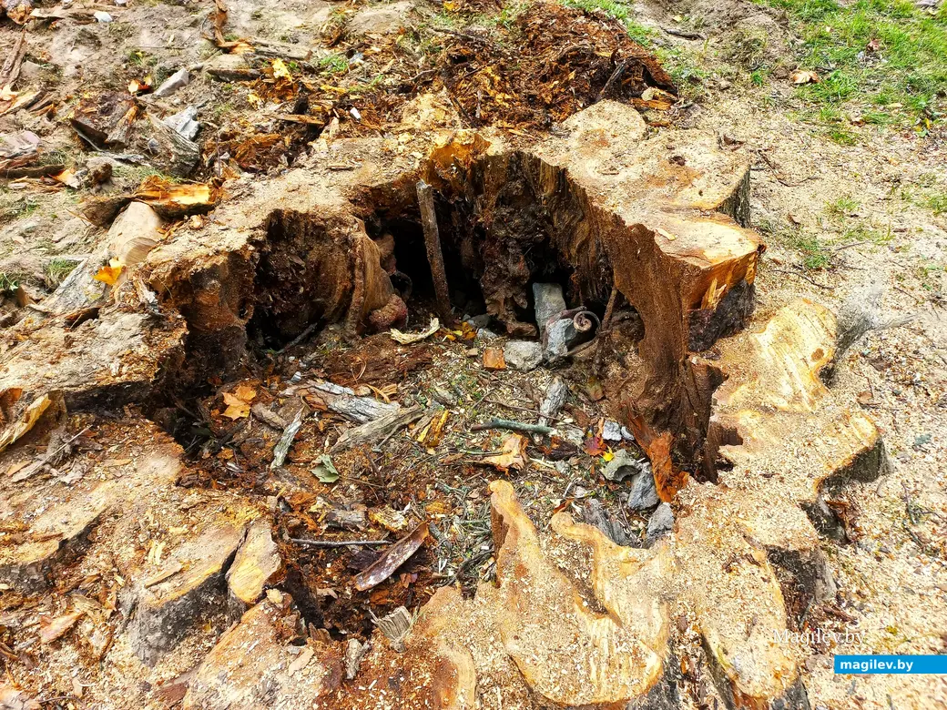 Металлические детали могильной ограды видны невооруженным глазом. Могилев, сквер по ул. Крыленко, 04.10.2023 г.