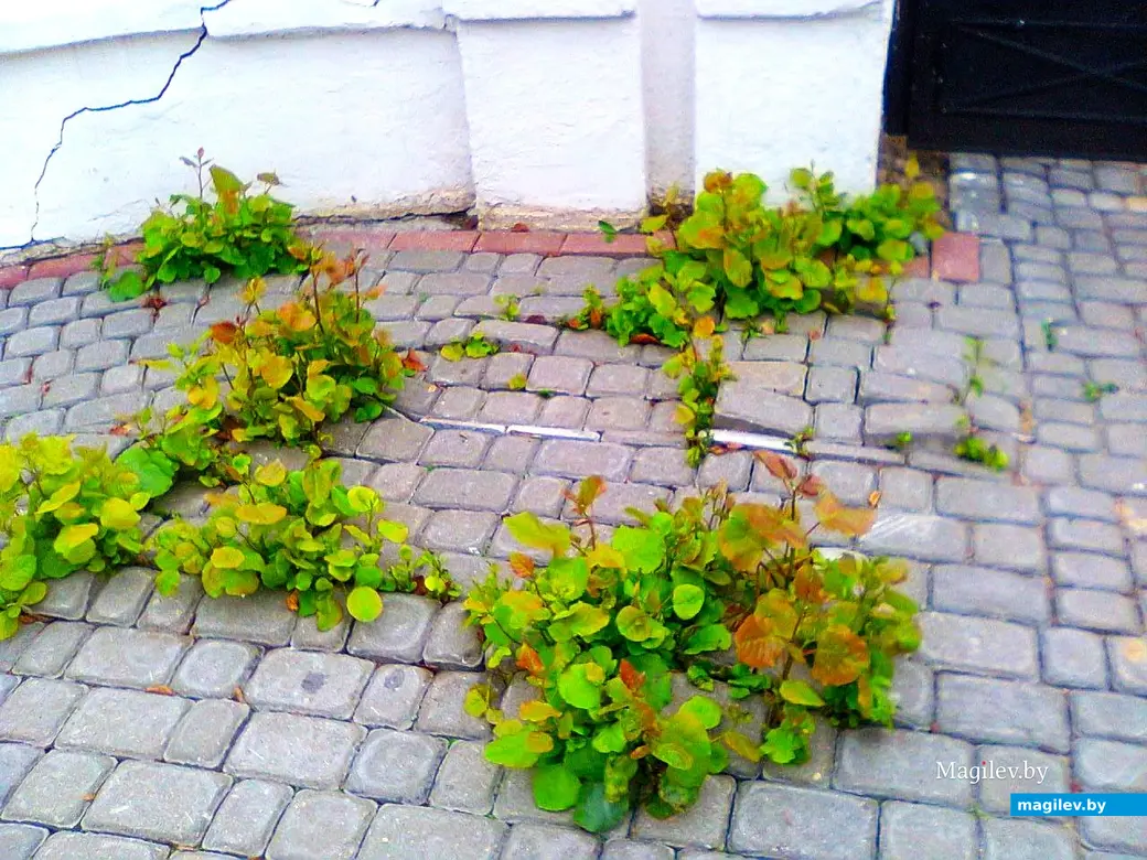 Еще несколько лет, после того, как спилили дерево Алика Бедулина, ростки тополя пробивались сквозь мостовую. Могилев, ул. Ленинская, 2016 г.