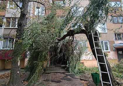 Ветер повредил линии электропередачи в 640 населенных пунктах Беларуси