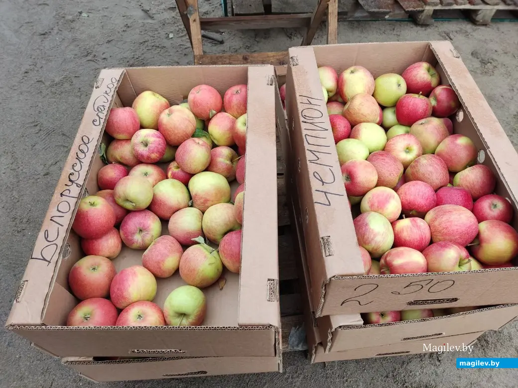 Сельскохозяйственная ярмарка на улице Алтайской. Могилев, 7.10.2023 г.