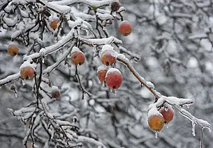 Порывистый ветер и мокрый снег ожидается 9 октября в Могилевской области