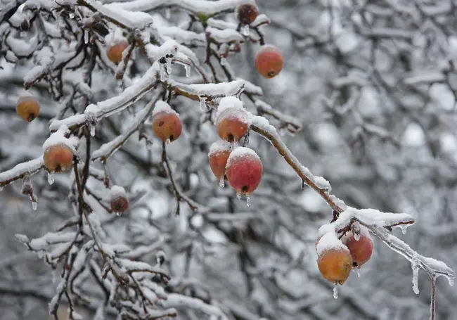 Порывистый ветер и мокрый снег ожидается 9 октября в Могилевской области