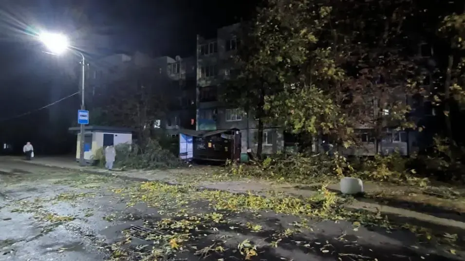 7 октября 2023 года. Последствия сильного ветра в Бобруйске. На улице Рокоссовского дерево упало на остановку общественного транспорта. Фото МЧС.