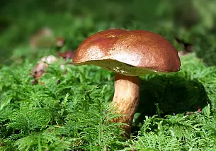 Жительница Кличевского района ушла за грибами и заблудилась в лесу