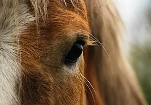 В Толочинском районе лошадь упала в яму, а хозяин не смог ее вытащить: что стало с животным