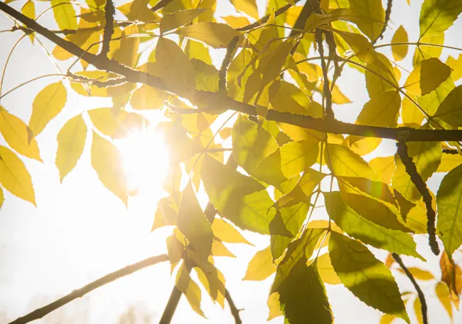 Ограничения на посещение лесов действуют в 59 районах Беларуси