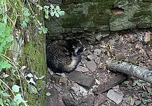 В Костюковичском районе работники МЧС занимались спасением енота (видео)