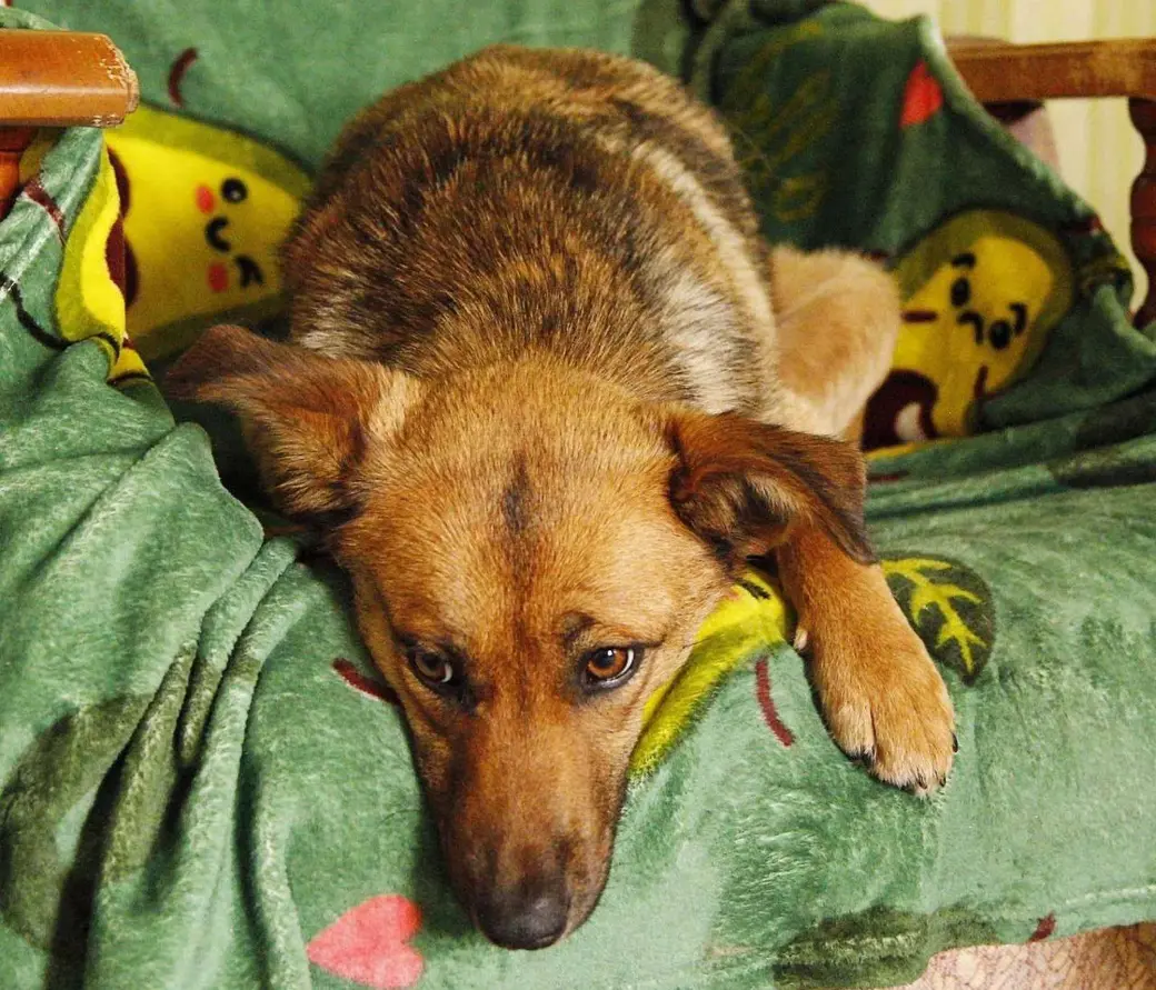 Собака Джулия.