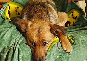 Кошка Мальвина, собака Джулия и особенный котенок: кто ищет хозяина в Могилеве