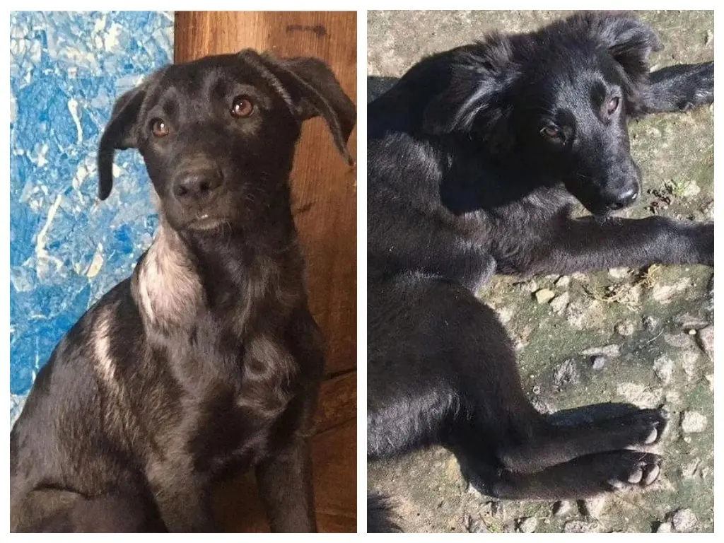 Собаки Жужа и Берта.