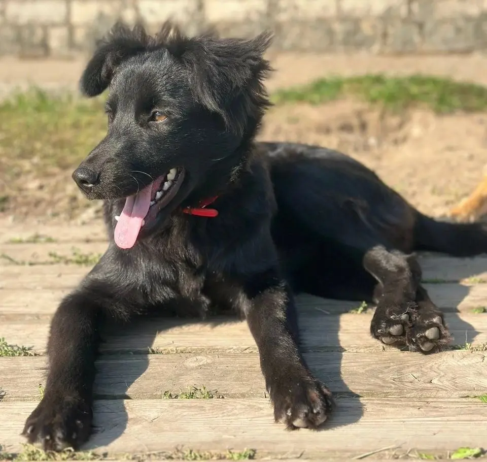 Собака Кирочка.