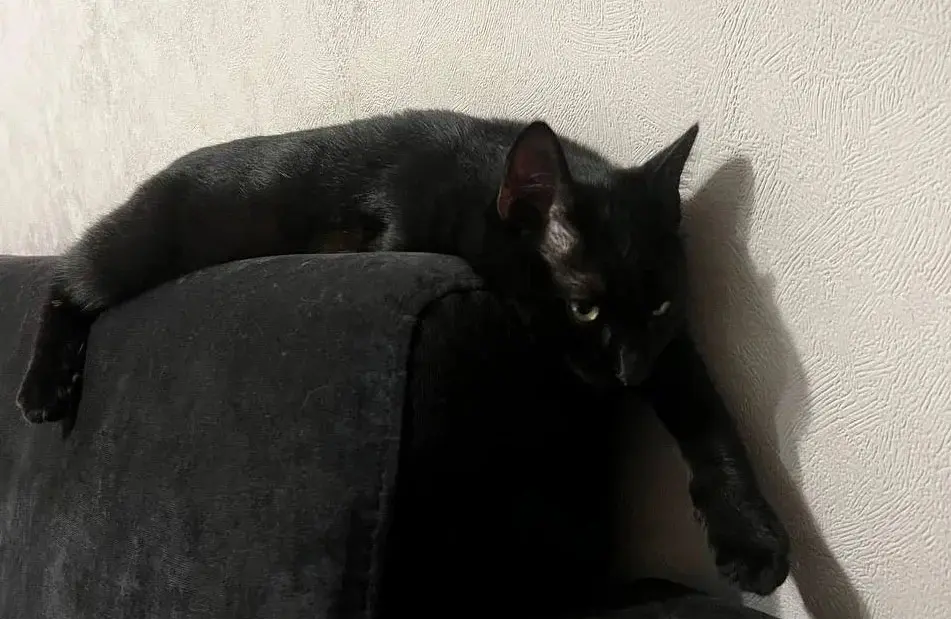 Особенный котенок.