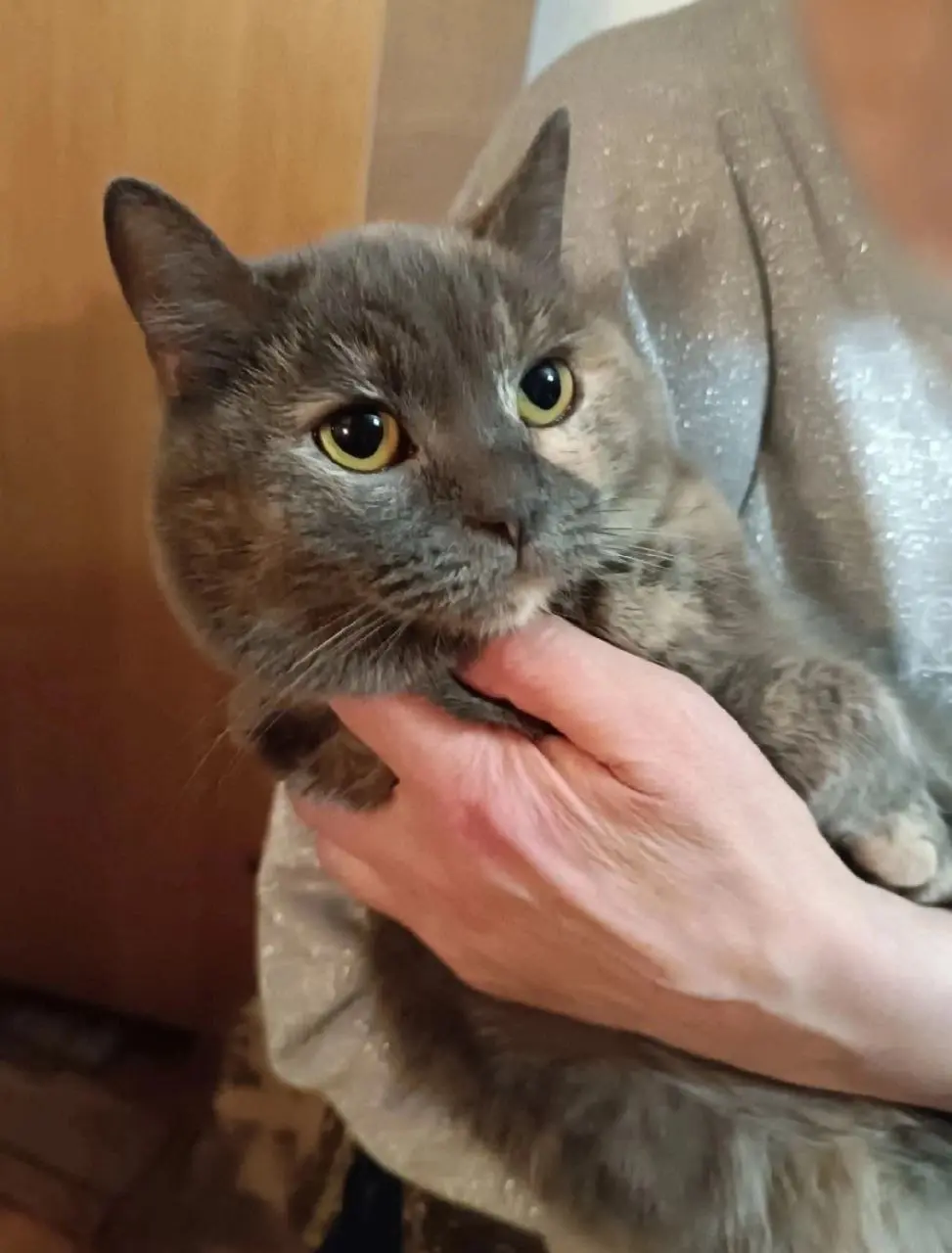 Кошка Мальвина.