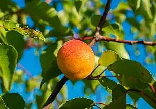 Можно ли вырастить из косточки плодоносящий абрикос: однозначный ответ