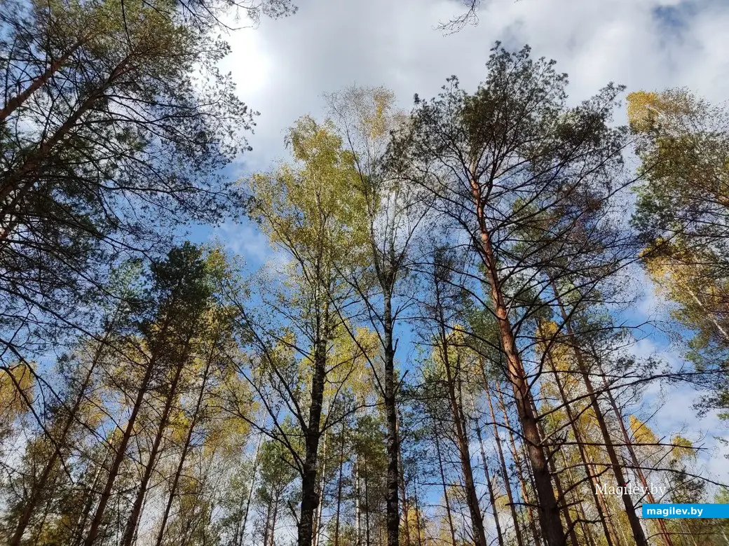 На экваторе осени. Могилевский район, 14.10.2023 г.