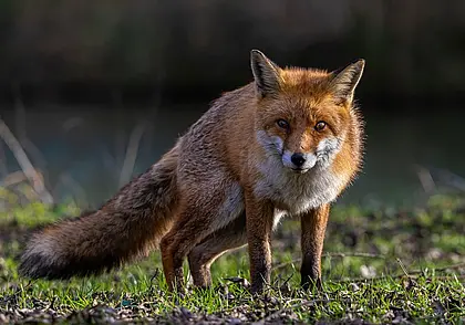 5 случаев бешенства зарегистрировано в Могилевском районе с начала года