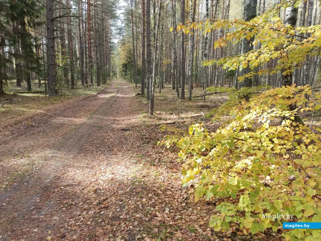 На экваторе осени. Могилевский район, 14.10.2023 г.