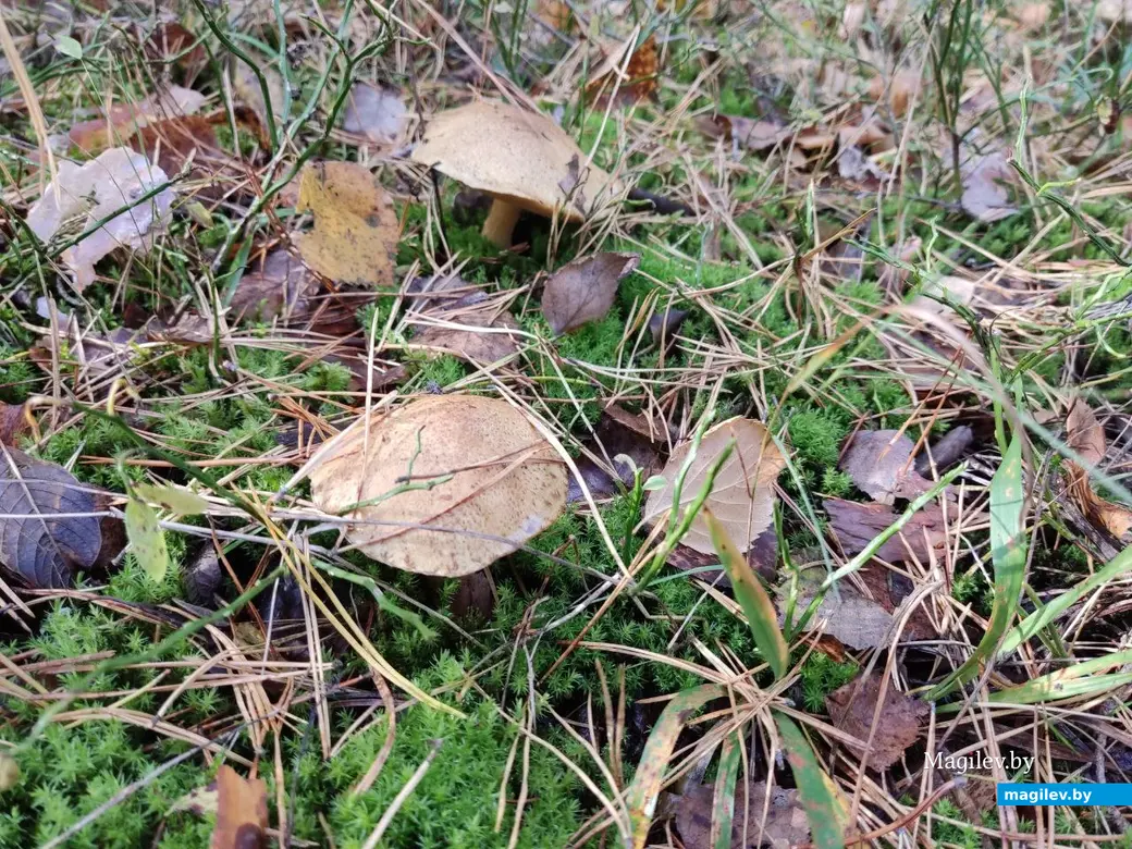 На экваторе осени. Могилевский район, 14.10.2023 г.