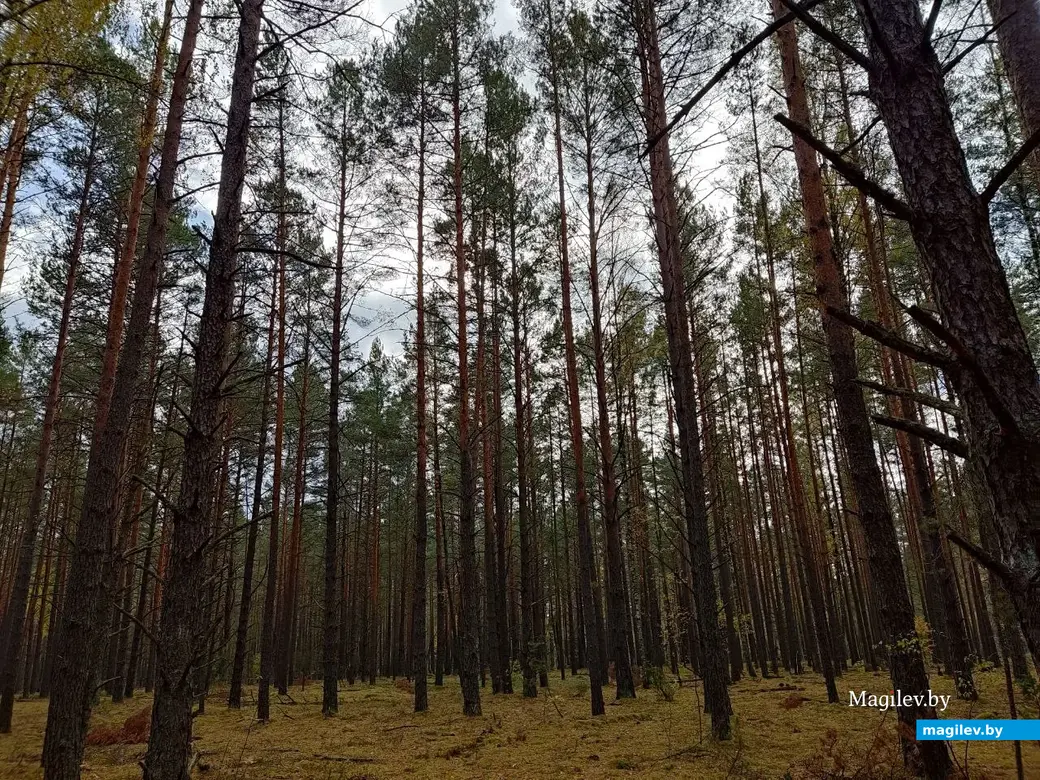 На экваторе осени. Могилевский район, 14.10.2023 г.