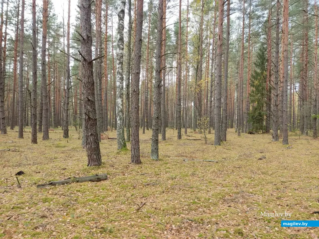 На экваторе осени. Могилевский район, 14.10.2023 г.