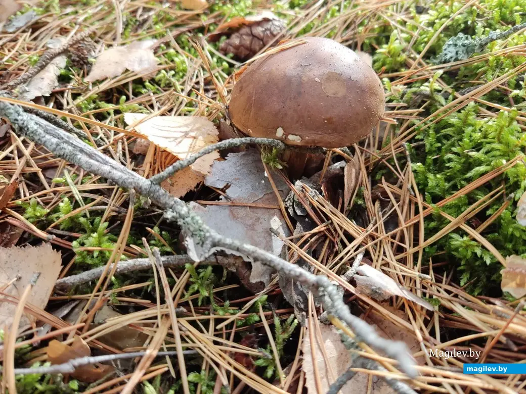 На экваторе осени. Могилевский район, 14.10.2023 г.