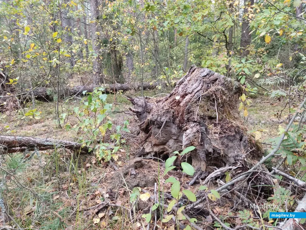 На экваторе осени. Могилевский район, 14.10.2023 г.