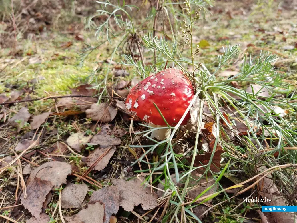 На экваторе осени. Могилевский район, 14.10.2023 г.