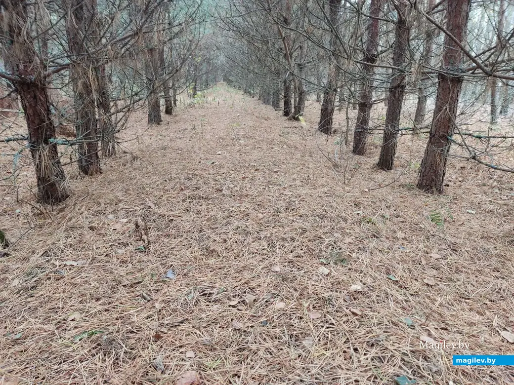 На экваторе осени. Могилевский район, 14.10.2023 г.