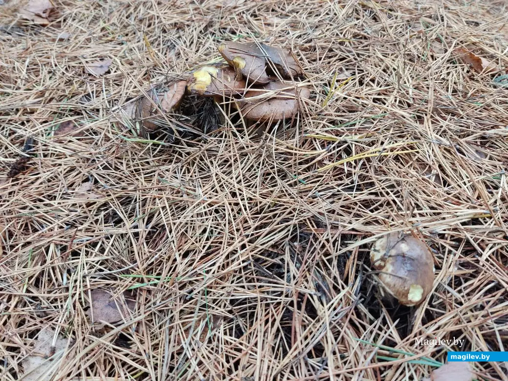 На экваторе осени. Могилевский район, 14.10.2023 г.