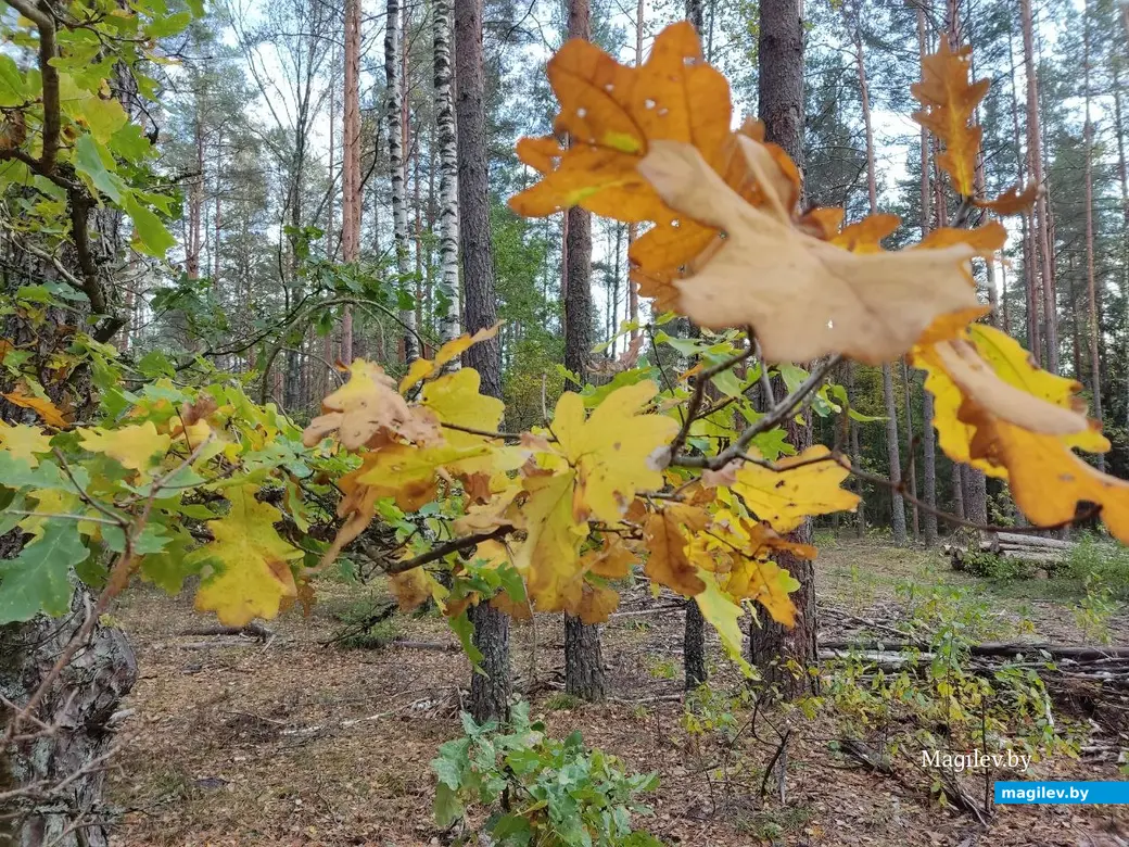 На экваторе осени. Могилевский район, 14.10.2023 г.
