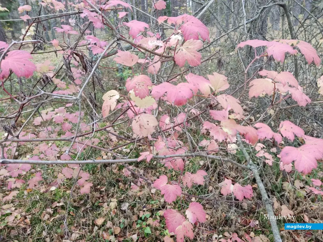 На экваторе осени. Могилевский район, 14.10.2023 г.