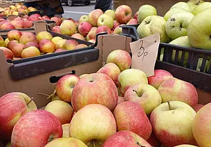 Беларусь вводит лицензирование вывоза лука и яблок