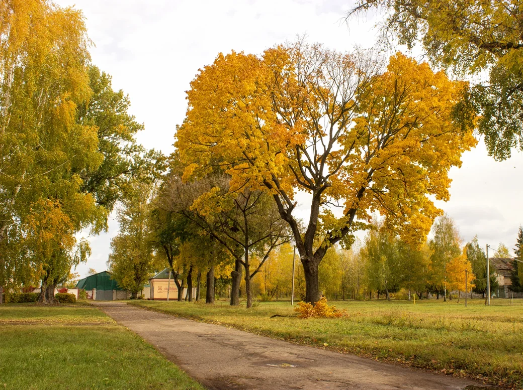 14.10.2023. Золото осени в районе Бобруйской крепости. Фото: Юрий Куценко