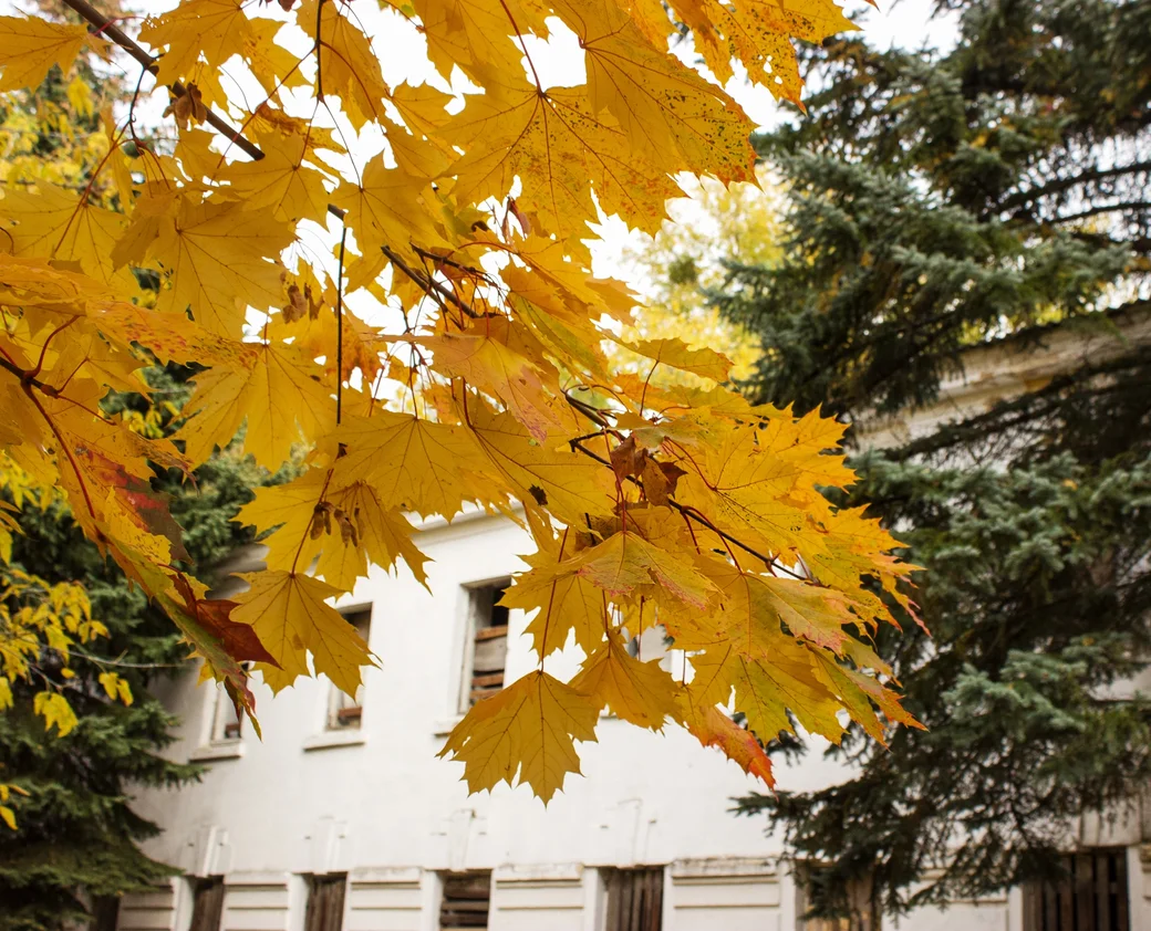 14.10.2023. Золото осени в районе Бобруйской крепости. Фото: Юрий Куценко