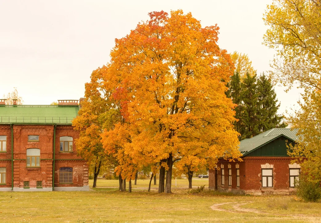 14.10.2023. Золото осени в районе Бобруйской крепости. Фото: Юрий Куценко