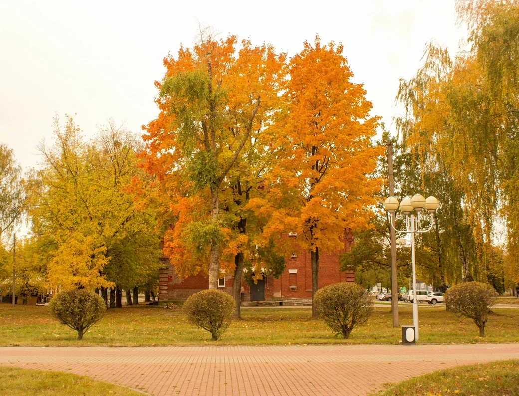 14.10.2023. Золото осени в районе Бобруйской крепости. Фото: Юрий Куценко