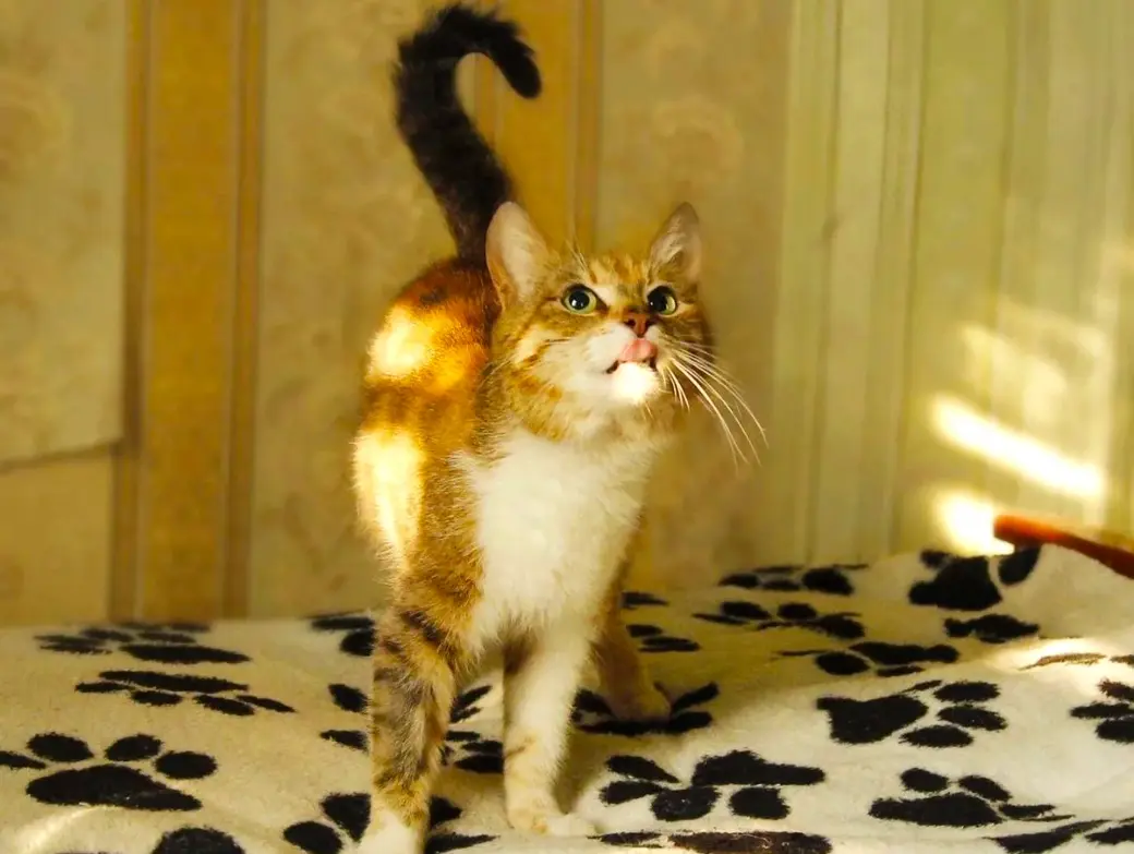 Кошка Злата.