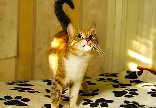 Кот Оскар, собака Рита и 6 найденных на заброшенном заводе щенков: кто ищет хозяина в Могилеве