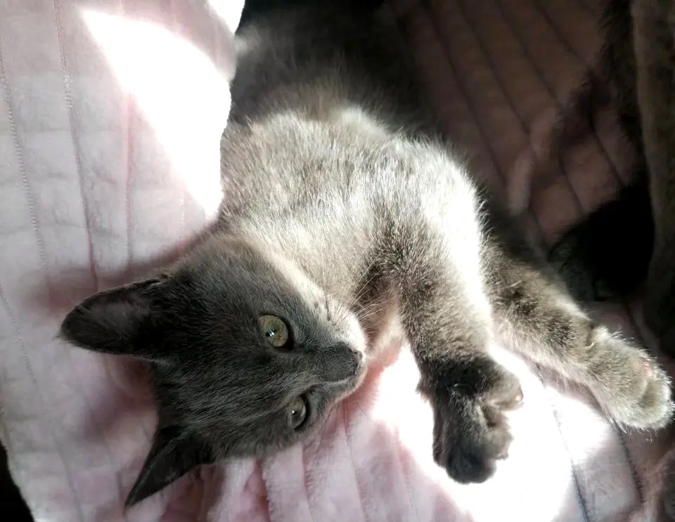 Котенок Оскар.