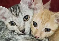 Кошечка Симба, котенок Персик и щенки-девочки: кто ищет хозяина в Могилеве